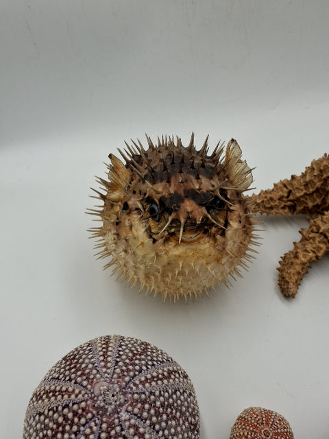 Sten og forsil samling